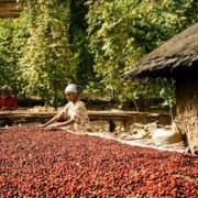 lavorazione a secco del caffè